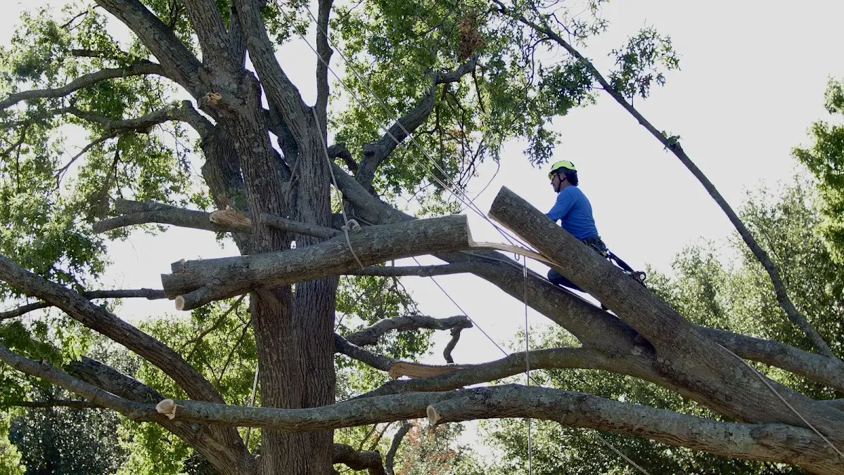 Professional Hazardous Tree Removal performed by certified arborists in Edgemont